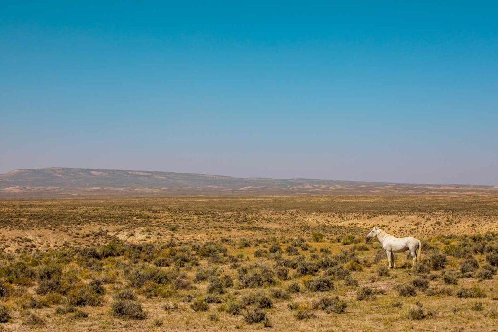 Moffat County, Colorado, Has Wild Horses and Canyons With Dinosaur Tracks — How to Visit