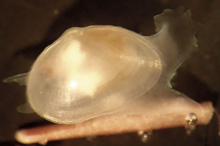 New clam species discovered in South Africa's kelp forest